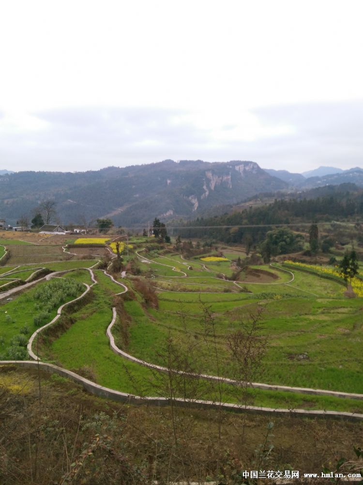 胸无大志的羊倌!-以兰会友-中国兰花交易网社区