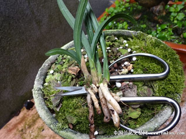 春剑矮种带皮赌草2苗《自然养殖》 - 中国兰花交易网