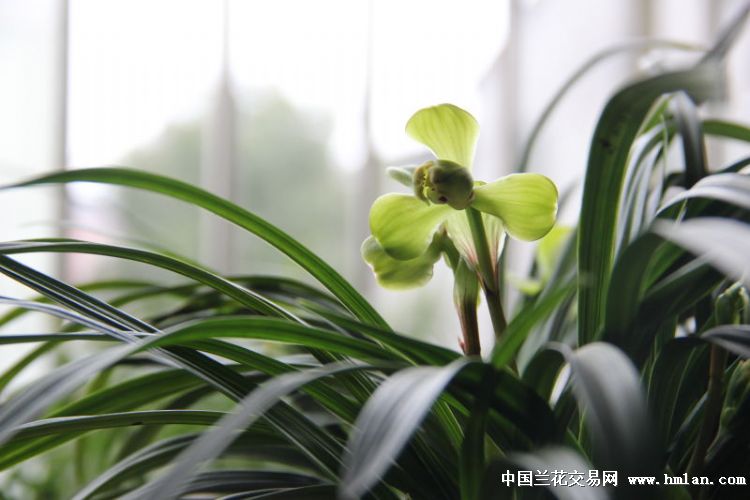 开过的几个花(大富贵,汪字,宋梅,福娃梅,碧瑶-春兰篇-中国兰花交易
