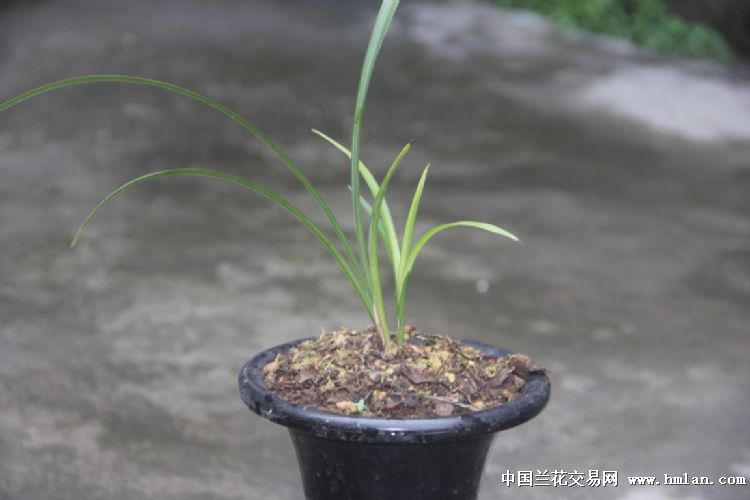 春剑精品:银丝雪玉 - 中国兰花交易网