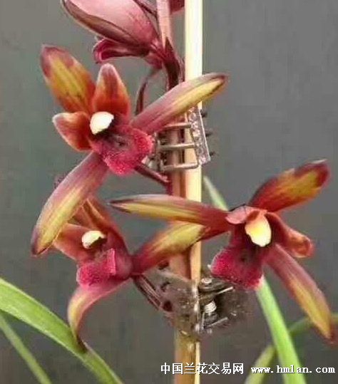贵州毕节2017第四届生态蕙兰展一-蕙兰篇-中国兰花网
