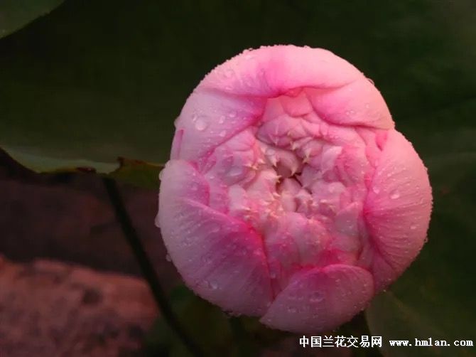 碗莲红唇翻盆,今年得了不少种藕-其他花卉-中国