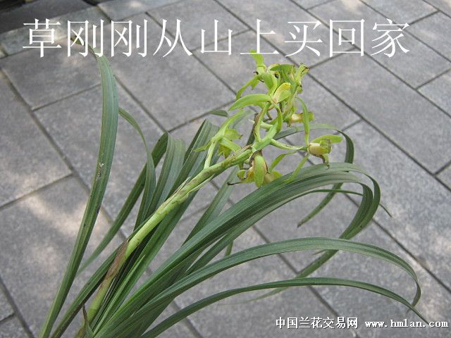 蕙兰刚下山绿舌头刺毛素.宽叶型. - 中国兰花交易网