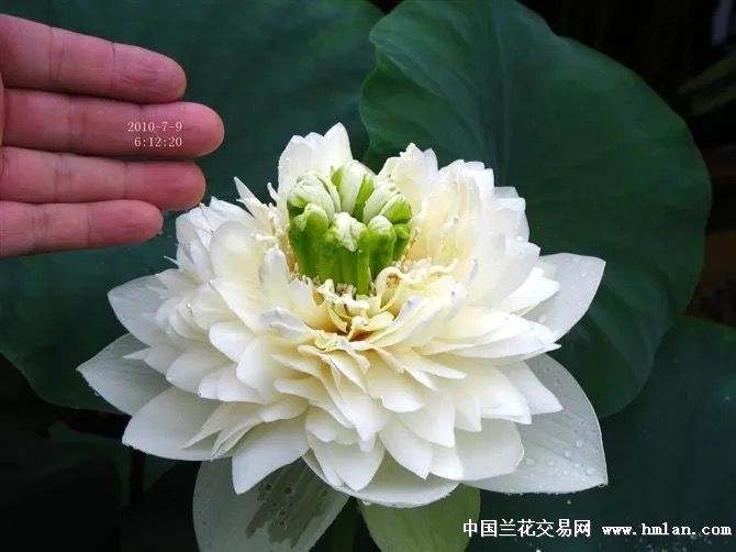 碗莲皇冠翻盆,种藕超多-其他花卉-中国兰花交易