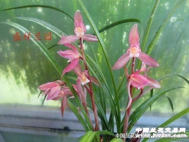  Ʒ󻨺컨32