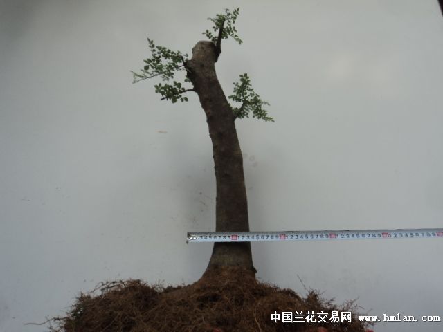 对接白蜡熟桩直杆大树