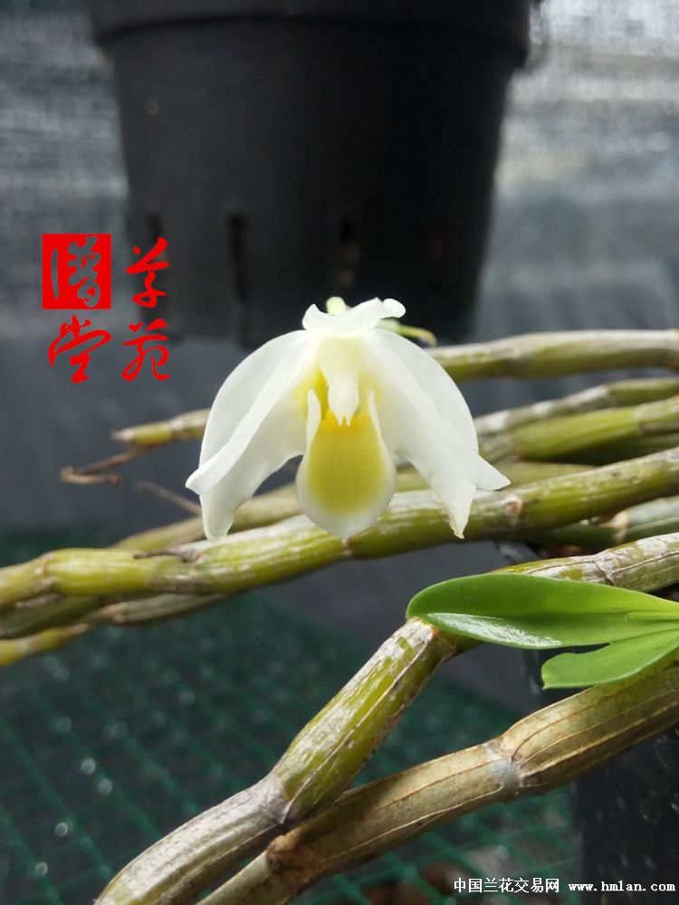 素花曲茎石斛存档与君共赏好花