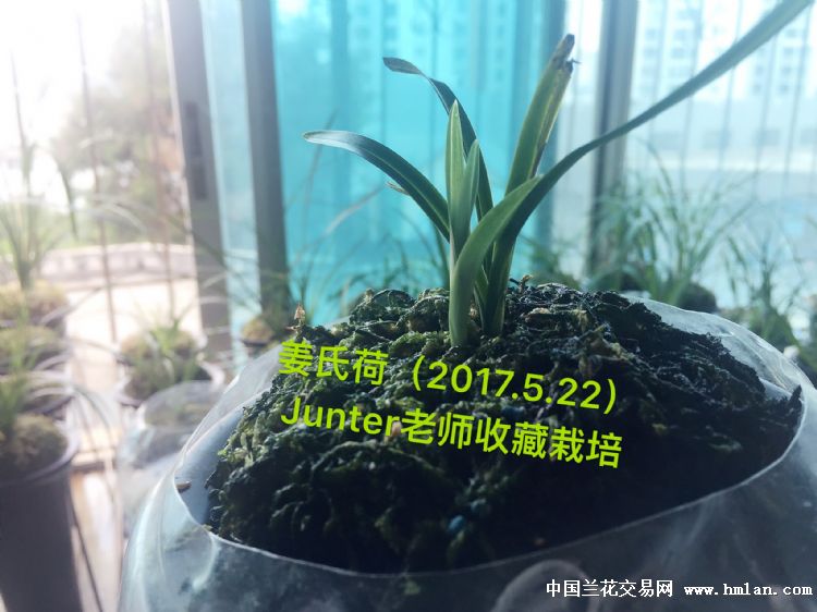 姜氏荷芽芽-春兰篇-中国兰花交易网社区