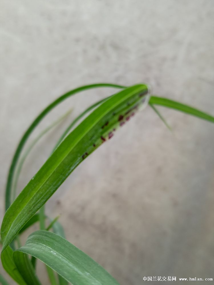 莲瓣兰精品叶蝶三星蝶大唐凤羽,顶级叶蝶
