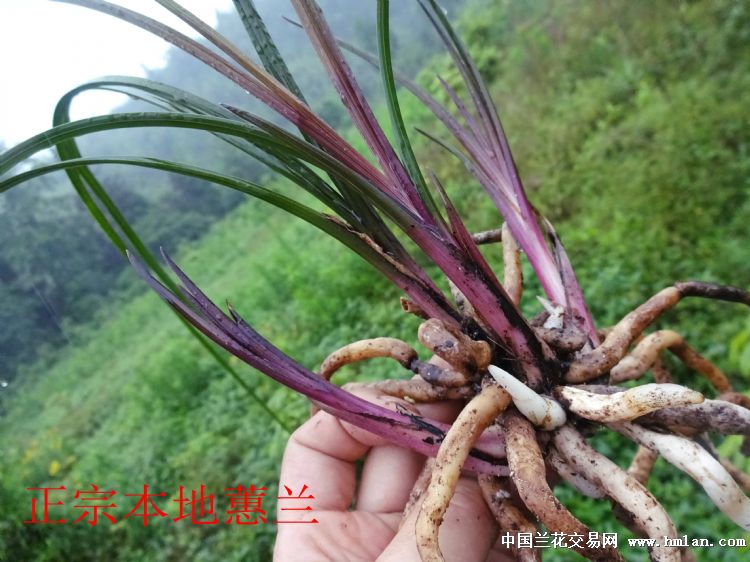 去年下山蕙兰红草素芽