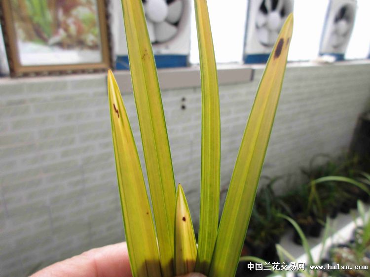 春剑缟草