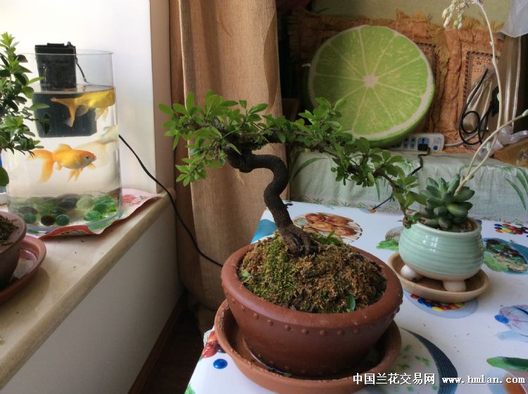 小盆栽-盆景园艺-中国兰花交易网社区