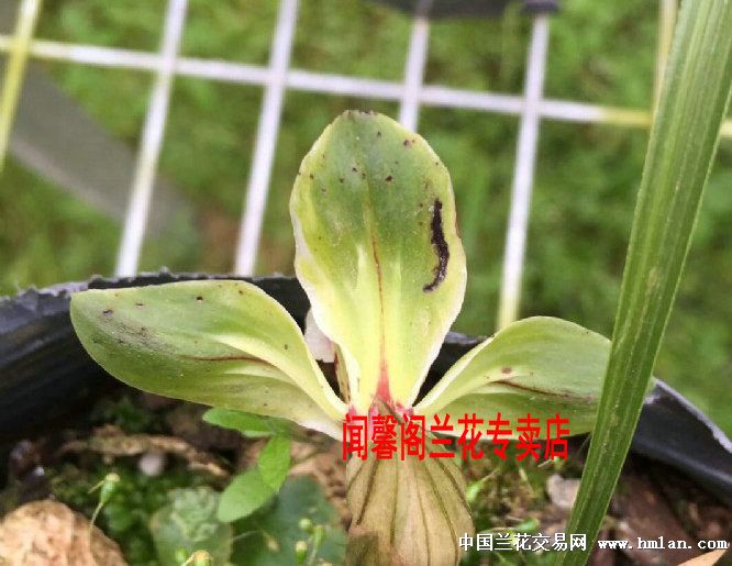 春兰水晶花-2苗带2小芽引种